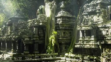 Lush greenery envelops ancient temple ruins in Cambodia during midday sunlight video