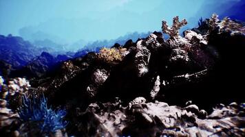 Exploring the vibrant seabed with colorful corals and rocky formations video