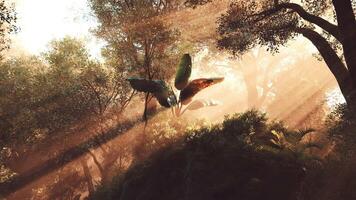 Sunlight filters through trees in a tranquil forest setting at dawn video
