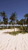 Sandy Beach With Palm Trees and Ocean video