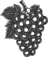 Black grapes on a white background vector