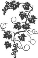Grape vine with leaves and berries illustration vector