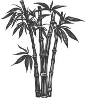 Black and White Illustration of a Bamboo Plant with Leaves vector