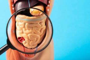 Mockup of a man with internal organs and intestines under a magnifying glass on a blue background. Concept of intestinal diseases and treatment, cancer and intestinal polyps. Flatulence and bloating. photo