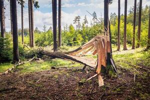 one tree trunk broken by strong winds and fallen to the ground photo