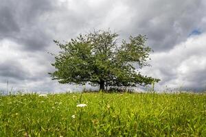 one tree in a meadow landscape, cloudy sky in the background photo