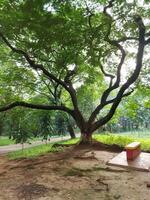 Big branching tree with a red bench in a park with muddy soil.Delonix regia tree without flower photo
