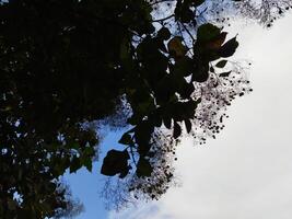 Low angle view of tree leaves against blue sky with clouds photo