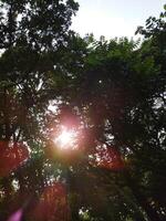 Sunray bokeh through trees photo