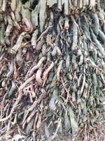 Close up of tree root growing above ground.Tree stump image photo