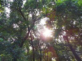 Bright sun rays with halo seen through forest trees photo