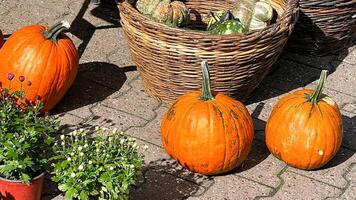 Vibrant pumpkins and autumn plants set the scene for a festive Halloween or Thanksgiving celebration, symbolizing harvest abundance photo