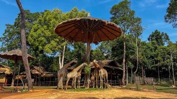 A group of giraffes gather under a large, thatched umbrella in a safari park, representing wildlife conservation on Earth Day photo