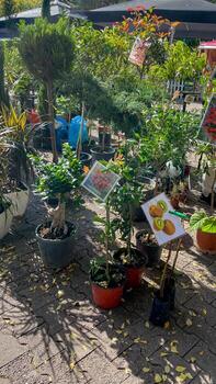 A sunny garden center showcases potted plants and fruit trees, emphasizing gardening and sustainability for Earth Day celebrations photo