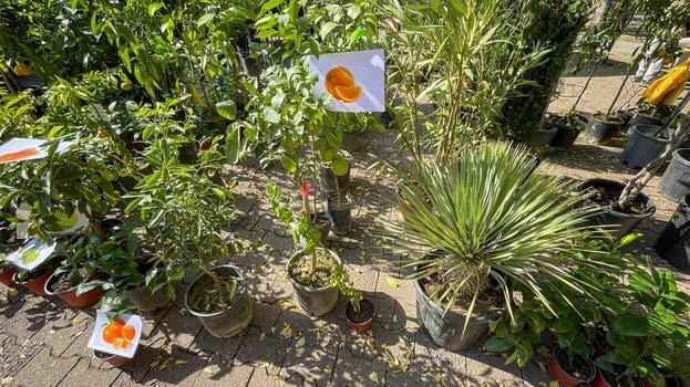 Potted citrus trees and various plants displayed outdoors at a nursery illustrate sustainable gardening and eco friendly landscaping practices photo