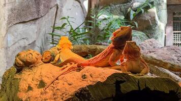 Three bearded dragons basking under warm light on a rock in a terrarium, representing the concept of warmth and habitat care photo