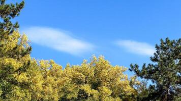 Vibrant autumn foliage under a clear blue sky symbolizes the changing seasons and the beauty of natures transition photo