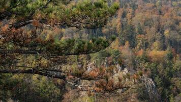 Scenic autumn forest with colorful foliage and pine tree branches, symbolizing the beauty of nature and the fall season photo