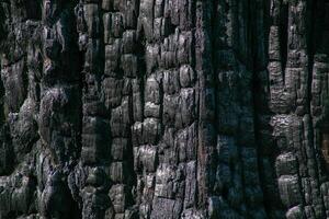 Close up of charred tree bark symbolizes environmental damage and resilience after a forest fire, highlighting climate change impact photo