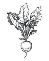 Beetroot sketch. Line drawing of root vegetable in engraving style. Vegetable rich in iron and vitamins, black ink illustration. vector