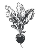 Beetroot linear sketch on white background. drawing of root vegetable in engraving style. Vegetable rich in iron and vitamins, black ink illustration. vector