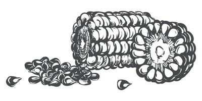 composition of corn cobs and kernels. Line sketch of maize lying on the table. Old drawing in retro engraving style. Hand drawn realistic ink sketch. Line drawing of popcorn. vector