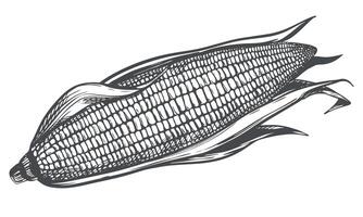 illustration of corn cob with leaves. Old drawing in retro engraving style. Hand drawn realistic ink sketch. Popcorn line drawing for packaging of organic food, farm products, baking and syrup. vector