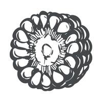Round piece of corn cob. Linear sketch of maize lying on the table. Old drawing in retro engraving style. Hand drawn realistic ink sketch. Line drawing of popcorn. vector