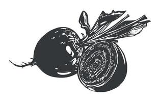 Composition of a whole beetroot and a half. Line sketch in the style of engraving. Root vegetable rich in glands. sketch in black ink. vector