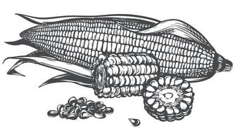 composition of whole corn cob with leaves, pieces and grains. Old drawing in retro engraving style. Hand drawn realistic ink sketch. Popcorn line drawing for baking and farm products packaging. vector