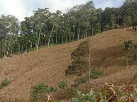 A hillside with trees and grass on it photo