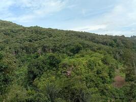 A view of the jungle from the top of a hill photo