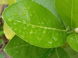 A close up of a green leaf with water droplets photo