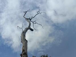 A dead tree with no leaves against a cloudy sky photo
