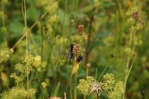 Six Spot Burnet Moths Feeding and Hatching photo