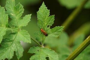 Exploring Soldier Beetle photo