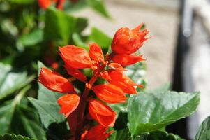 Red Salvia under warm sunlight. Salvia splendens. Scarlet sage or tropical sage. Vibrant red flower photo