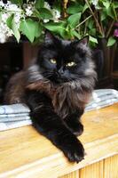 Fluffy black cat with bright eyes relaxing on the windowsill surrounded by green leaves and flowers photo