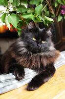 Fluffy black cat with bright eyes relaxing on the windowsill surrounded by green leaves and flowers photo
