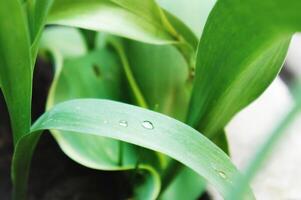 Close-up of green leaves with water droplets resting on them. Freshness and growth, natural elements photo