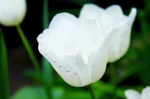 Delicate white tulip in bloom with fresh dew droplets on petals. Contrast and focus to the flower photo