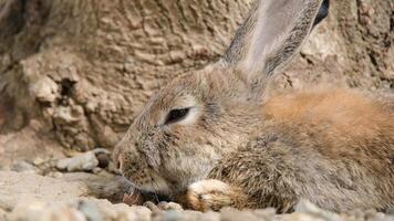 cute rabbit on the farm photo