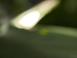 A close up of a leaf with sunlight shining through it photo