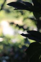 A close up of some leaves in the sunlight photo