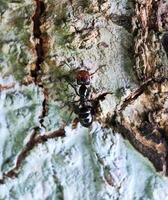 A black ant on a tree trunk photo