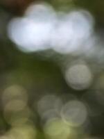 A blurry image of a bird sitting on a branch photo