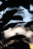 A close up of leaves on a tree photo