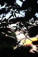 A close up of a clock with leaves photo