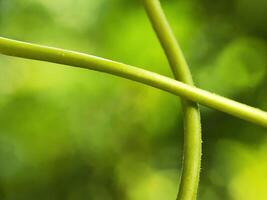 A close up of a green plant with a bird photo