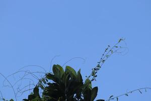 A bird flying in the sky with a blue sky photo